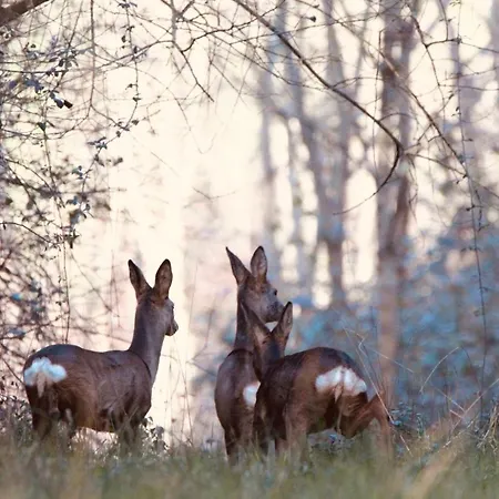 Damona Campingplads *