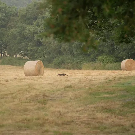 Damona Camping Vairé